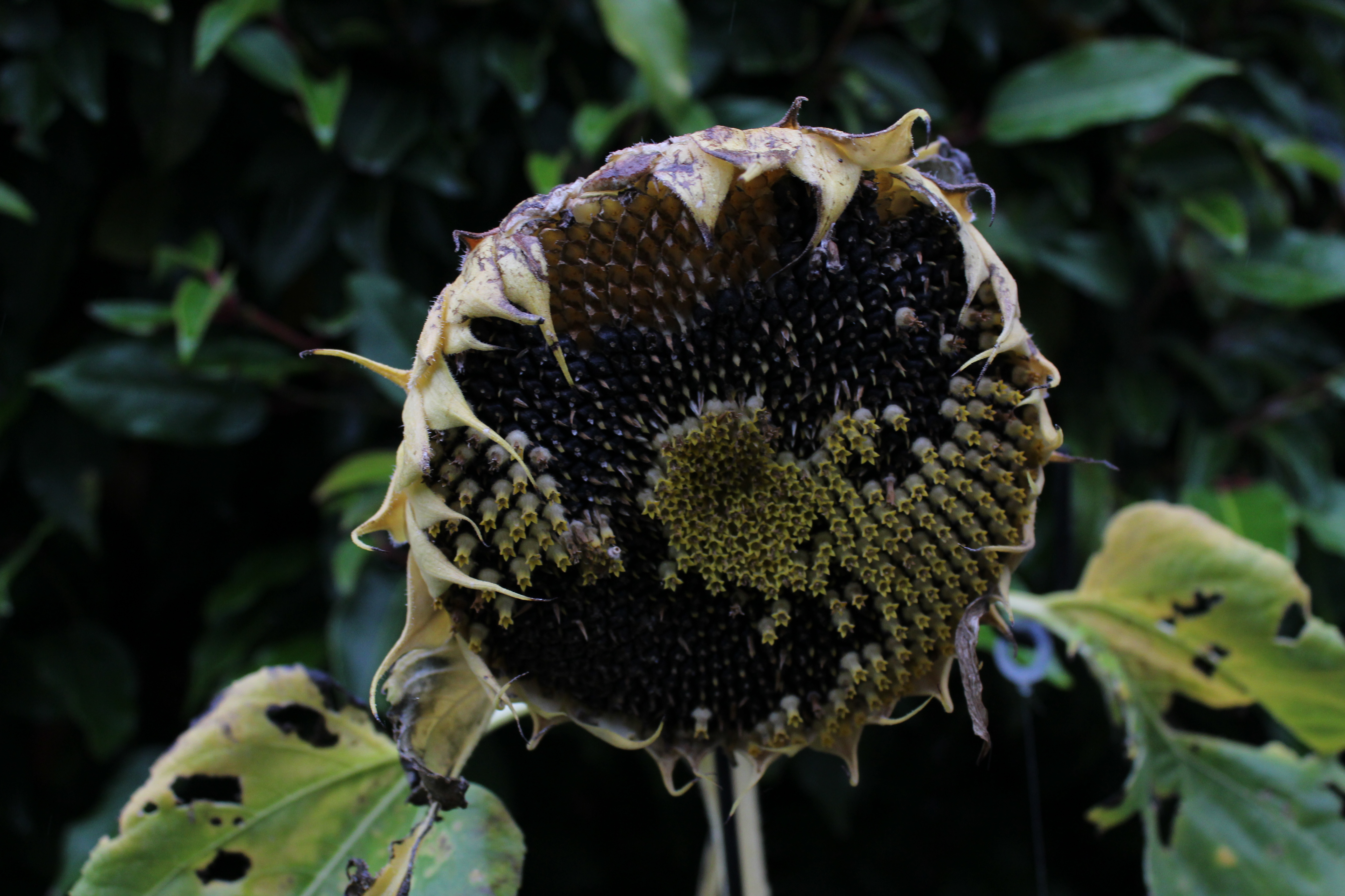 A sunflower missing some of it's seeds and many of it's petals.